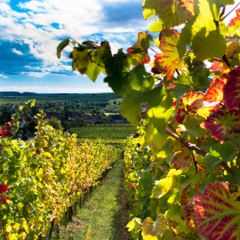 les célebres routes des vins en Alsace