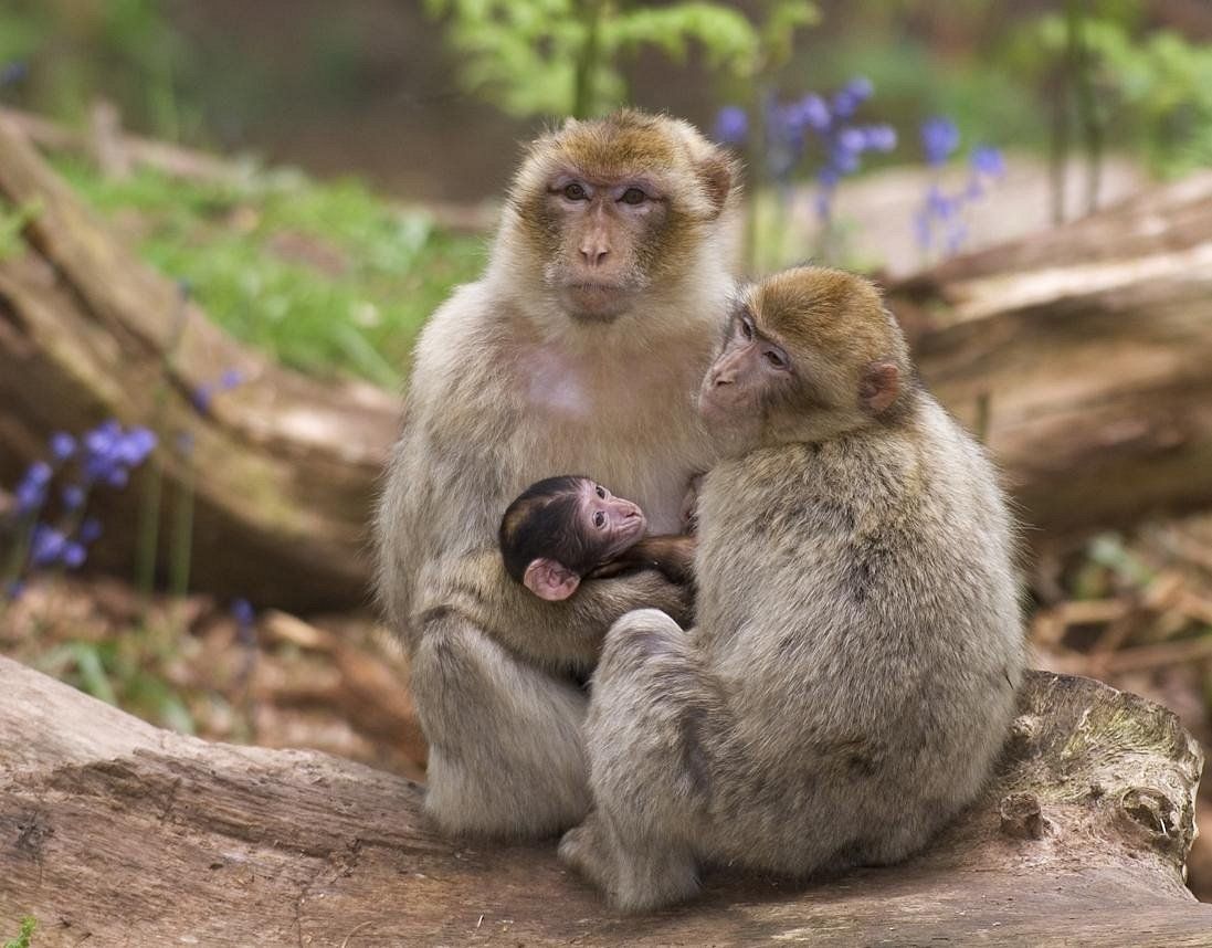 famille macaques de Barbarie